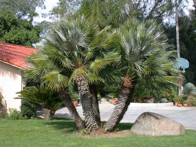 what types of plants and trees grow well in arizona in fall winter, Mediterranean Fan Palm This plant needs moderate amounts of water to survive and can tolerate low temparatures It has a slow growth rate and blooms cream colored flowers during the summer