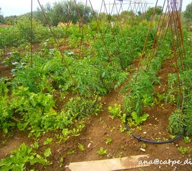 our 1 year old vegetable garden, gardening, tomatoes mangold pumpkins