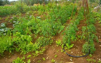 Our 1 Year Old Vegetable Garden