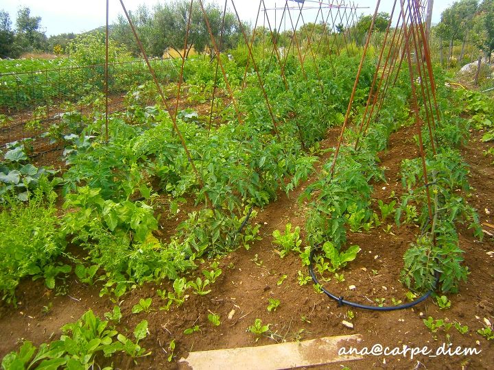 our 1 year old vegetable garden, gardening, tomatoes mangold pumpkins