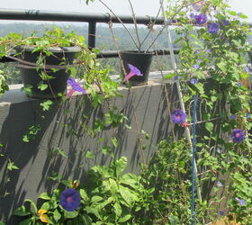 repurposed articles in the garden, gardening, repurposing upcycling, Shoe Rack as a trellis