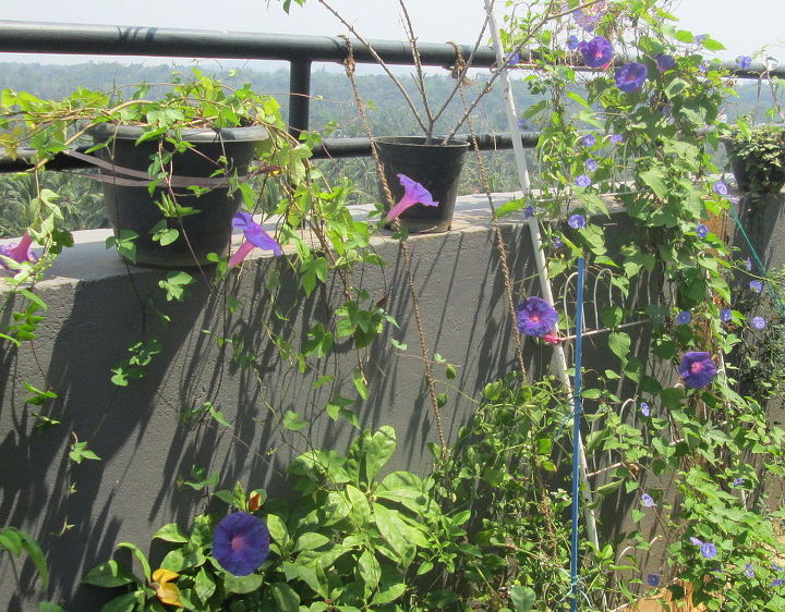 repurposed articles in the garden, gardening, repurposing upcycling, Shoe Rack as a trellis