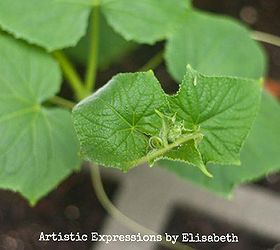 why are my cucumber and cantaloupe leaves spotted, flowers, gardening, raised garden beds, Lemon cucumber leaves