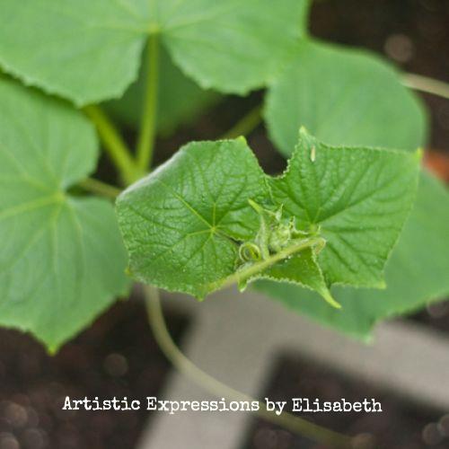 why are my cucumber and cantaloupe leaves spotted, flowers, gardening, raised garden beds, Lemon cucumber leaves