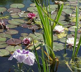 landscaping, outdoor living, ponds water features, Water Iris and water lilies