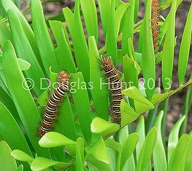 butterfly plants in action, gardening, outdoor living, The caterpillars of Seirarctia echo feasting on coontie Zamia pumila our only native cycad