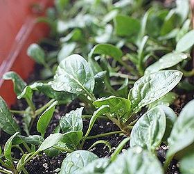 grow spinach indoors in winter, gardening