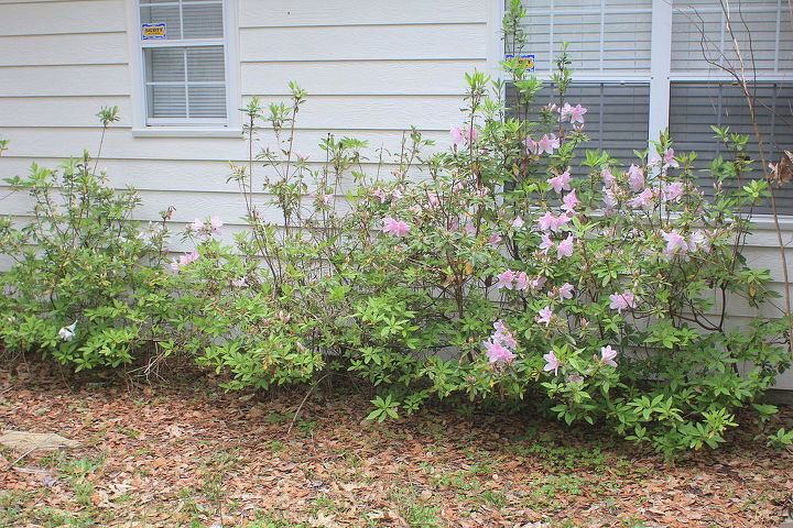 n fl novice gardener advice on rehabilitating azaleas hydrangeas