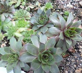 sempervivum in the fall, gardening, Seedlings from last year are showing their potential now patience