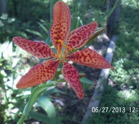 just some of the flowers in our yard, flowers, gardening, Blackberry Lily