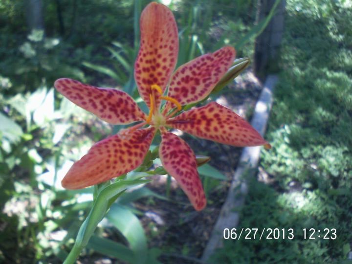 just some of the flowers in our yard, flowers, gardening, Blackberry Lily