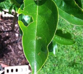 something is eating the leaves on my persimmon tree