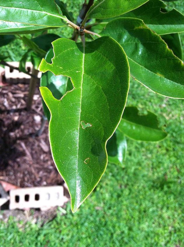 something is eating the leaves on my persimmon tree