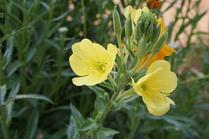 thinking drought resistant add your favorite plant, gardening, Evening primrose