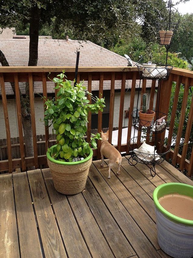 re vamp an ole planting pot, gardening, painting, This is the after short and my new plant look nice and I finished the other planter and also got a matching plant to put on it There s our Chuck looking over the deck