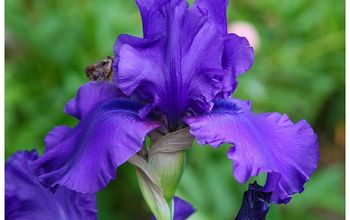 How to Plant Bearded Iris