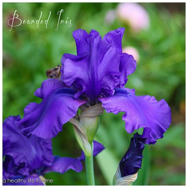 how to plant bearded iris, flowers, gardening, Tall Bearded Iris
