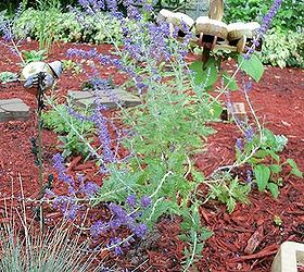 fragrant herbs to make your garden smell wonderful, gardening, beautiful wispy tall and hardy Russian sage has been blooming all summer and smells great as you approach