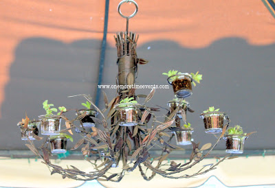 succulent chandelier, flowers, gardening, repurposing upcycling, succulents