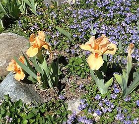 gardening with the colour wheel, gardening, Orange Iris and Blue Veronica compliment each other