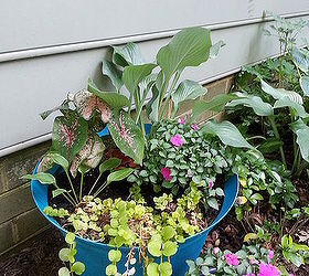 Hostas Are Not Just for the Ground