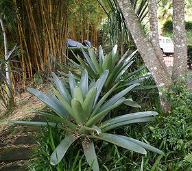 new pics 10 13 13, landscape, Viresa bromeliad growing in the shade
