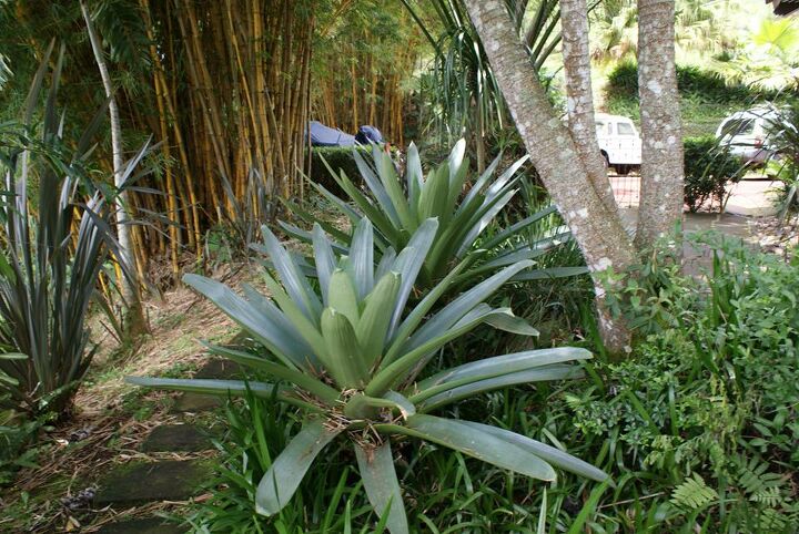 new pics 10 13 13, landscape, Viresa bromeliad growing in the shade