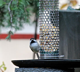 part 4 back story of tllg s rain or shine feeders, outdoor living, pets animals, This image of a chickadee was included in a tribute to Starr Saphir View One