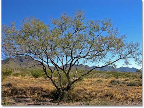what types of plants and trees grow well in arizona in fall winter, White Thorn Acacia This tree does not need much water and has a slow growth rate It will flower in the spring and summer and produces yellow puff ball flowers As a bonus this tree attracts birds
