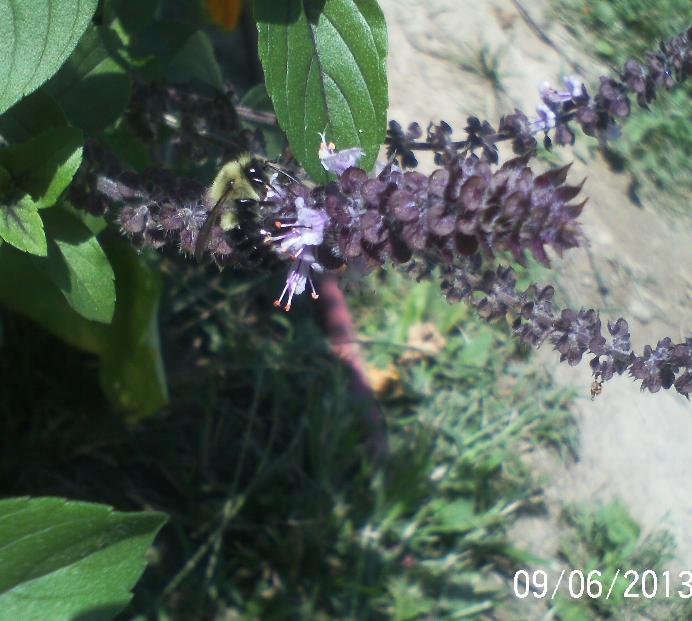 bee s butterflies n flowers, flowers, gardening, pets animals, African Blue Basil