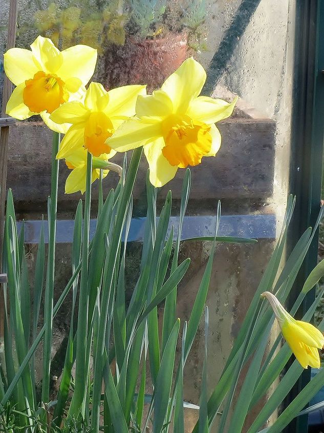 my garden in winter, container gardening, gardening, succulents, Always love the first daffodils So bright cheerful