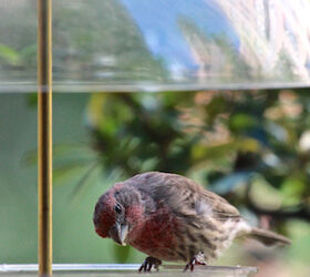 part 2 back story of tllg s rain or shine feeders, outdoor living, pets animals, urban living, This image of a male house finch enjoying the dome feeder was featured with a narrative on TLLG s Blogger Pages
