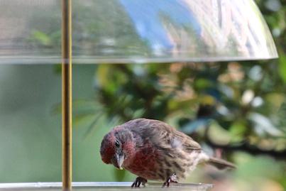 part 2 back story of tllg s rain or shine feeders, outdoor living, pets animals, urban living, This image of a male house finch enjoying the dome feeder was featured with a narrative on TLLG s Blogger Pages