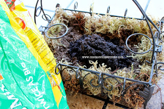 outdoor succulent patio table centerpiece, flowers, gardening, home decor, succulents, Moss soil and coffee grounds