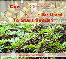 ask the gardener can fluorescent shop lights be used to start seeds, gardening, lighting