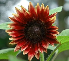 the august garden and sunflowers, flowers, gardening, Moulin Rouge Sunflower Botanical Interest