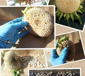 harvest your sunflower seeds for next year in 5 easy steps, flowers, gardening, Harvest Your Sun Flower Seeds Very Easily In 5 EASY STEPS