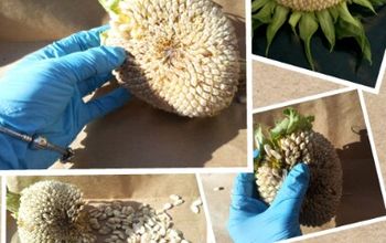 Harvest Your Sunflower Seeds For Next Year, in 5 Easy Steps!!!