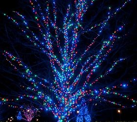how to wrap lights around trees, diy, how to, lighting, outdoor living, Amazing how the Blue LED Christmas lights pop on this tree