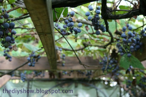 we rebuilt our grape arbor gazebo, gardening, landscape, outdoor living, grapes