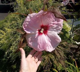 this year s flowers 2013, flowers, gardening, hibiscus, last year s hard pink hibiscus can t wait for this year s bloom