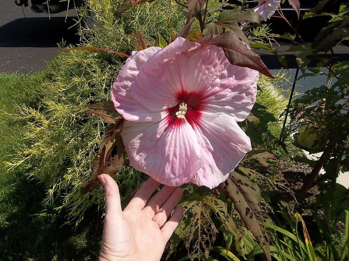 this year s flowers 2013, flowers, gardening, hibiscus, last year s hard pink hibiscus can t wait for this year s bloom