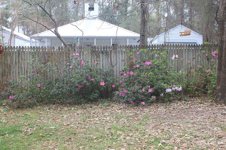 n fl novice gardener advice on rehabilitating azaleas hydrangeas