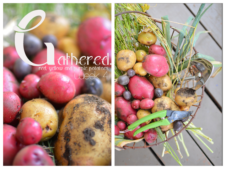 how to grow and harvest gourmet potatoes, gardening, Gathering Potatoes