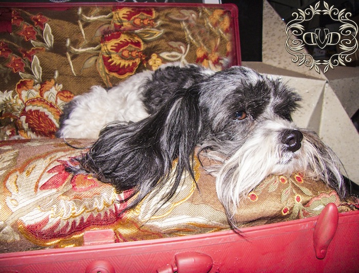 hometalk thrift benefit for sheltered animals rehacer la cama de la mascota, A Molly no le importa modelar para el beneficio