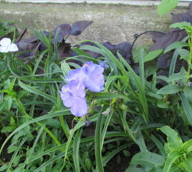 garden mystery what is it, flowers, gardening, My mystery flower