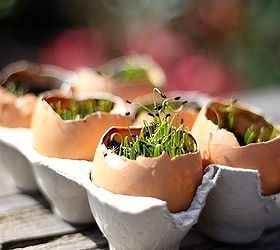 plant fashion 7 glamorous potting ideas, container gardening, flowers, gardening, succulents, Eggshells Empty eggshells make great homes for seedlings or succulents because the calcium in the shells gives your plant an extra boost of nutrients