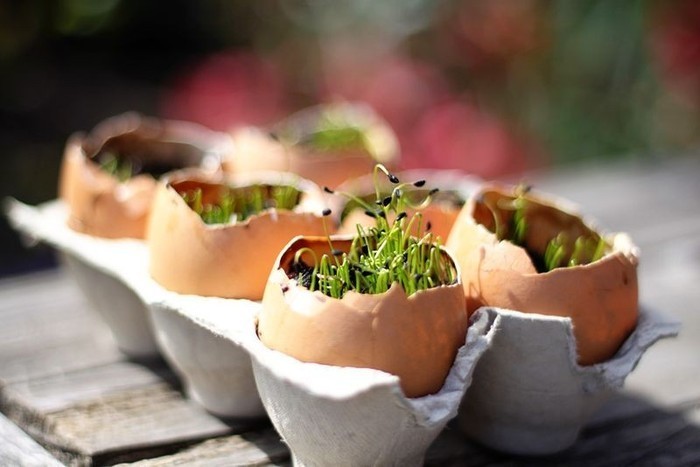 plant fashion 7 glamorous potting ideas, container gardening, flowers, gardening, succulents, Eggshells Empty eggshells make great homes for seedlings or succulents because the calcium in the shells gives your plant an extra boost of nutrients