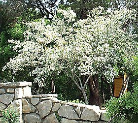 what types of plants and trees grow well in arizona in fall winter, Anacacho Orchid Tree This is a small tree and works great on a patio or other small area The leaves are shaped like butterflies and they do not leave a lot of mess on the ground when they start to die