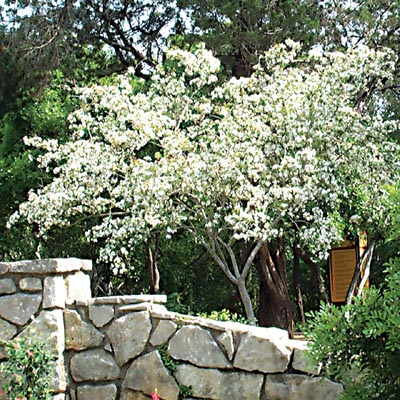 what types of plants and trees grow well in arizona in fall winter, Anacacho Orchid Tree This is a small tree and works great on a patio or other small area The leaves are shaped like butterflies and they do not leave a lot of mess on the ground when they start to die